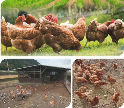 小屋の外に出しての放し飼い 栄養価の高い貴重な卵が生まれます