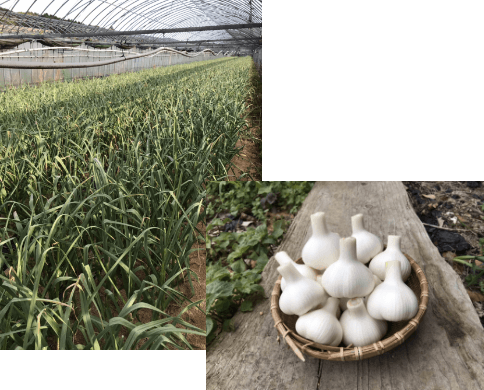 アルギニン元気卵